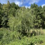 Niobe Weeping Willow (Salix alba 'Tristis')