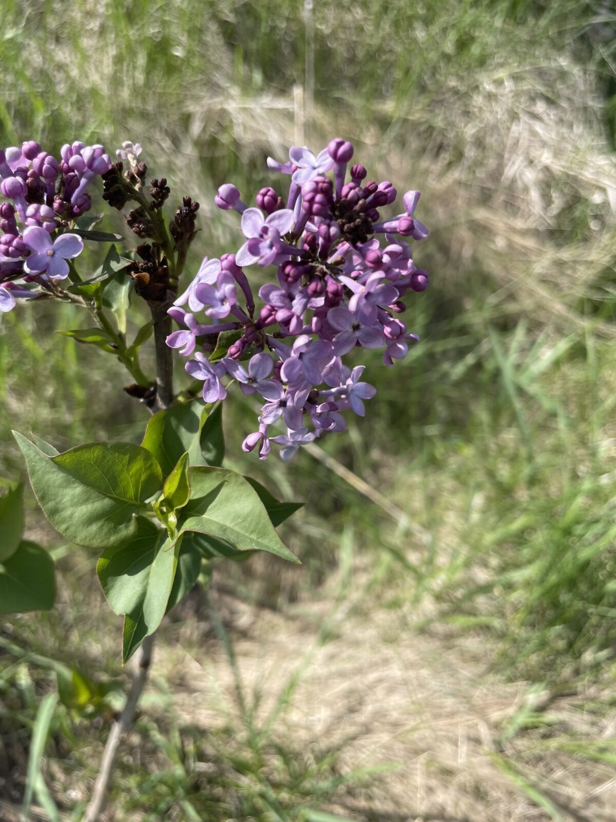 Pocahontas Lilac (Syringa x hyacinthiflora ‘Pocahontas’)