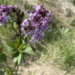 Pocahontas Lilac (Syringa x hyacinthiflora 'Pocahontas')
