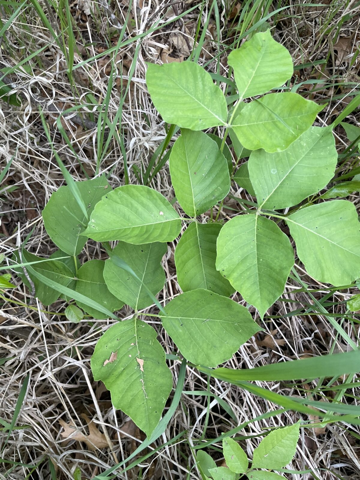 Western Poison Ivy (Toxicodendron rydbergii)
