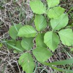 Western Poison Ivy (Toxicodendron rydbergii)