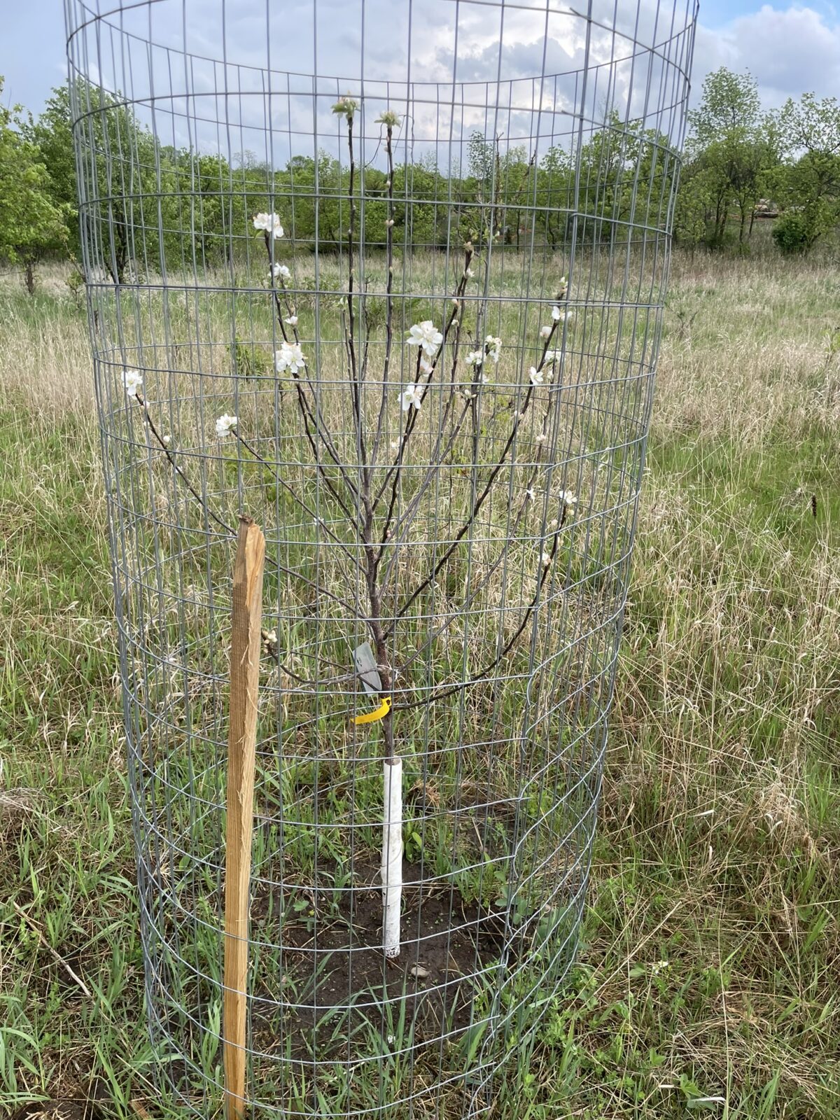 Prairie Magic Apple