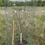 Prairie Magic Apple