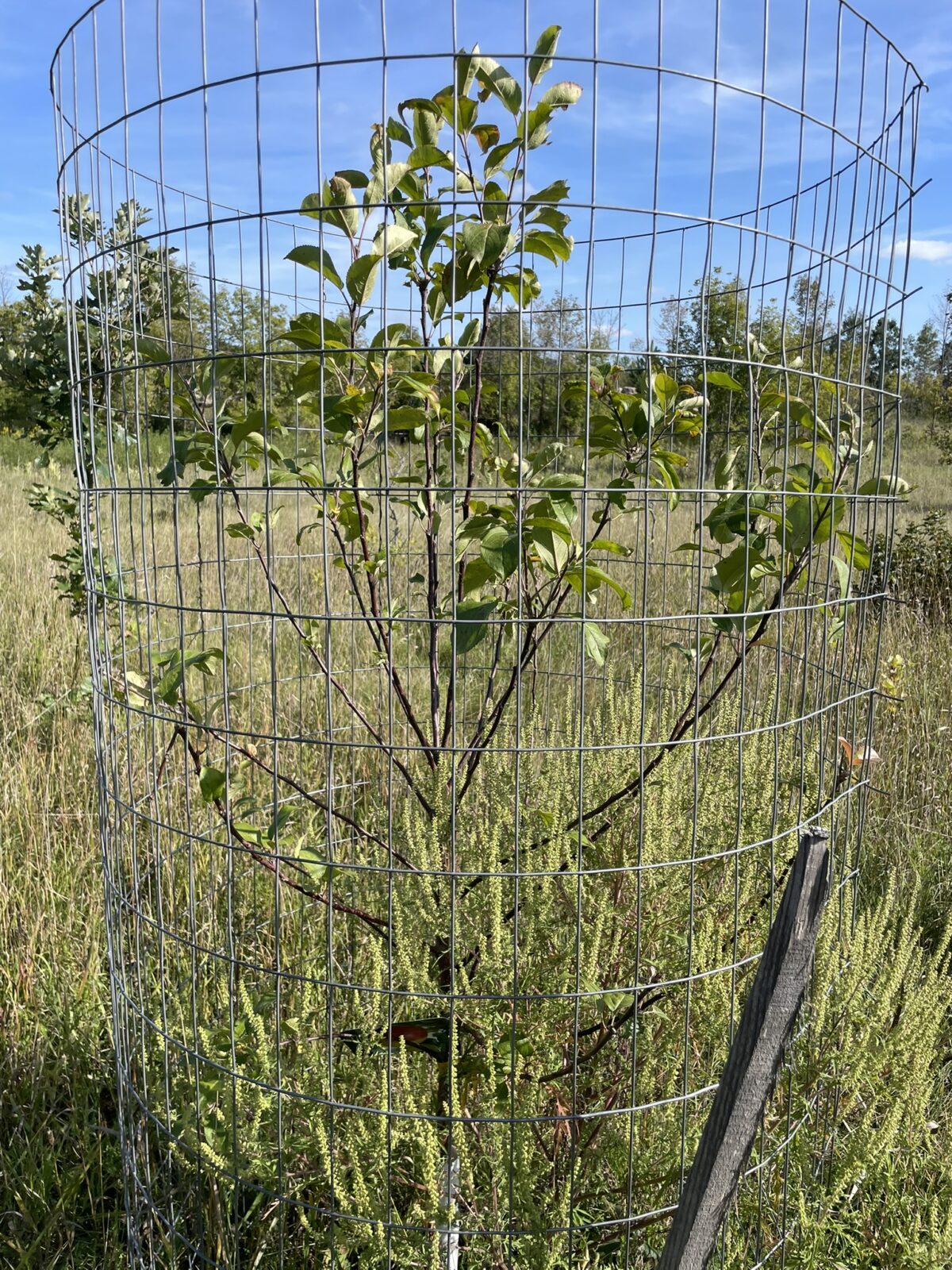 Prairie Magic Apple