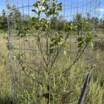 Prairie Magic Apple