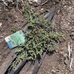 Prince of Whales Juniper (Juniperus horizontalis 'Prince of Wales')