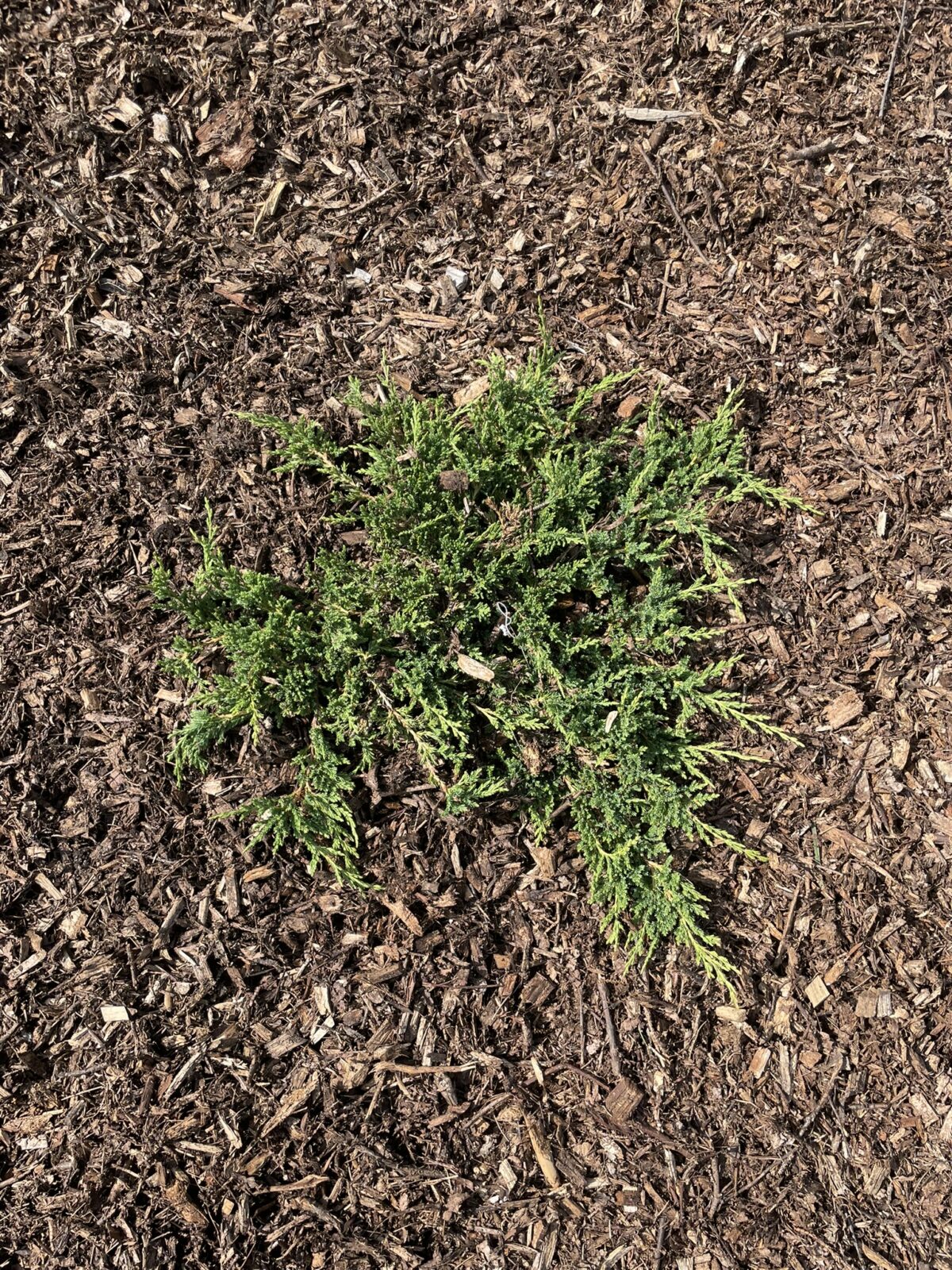 Prince of Whales Juniper (Juniperus horizontalis ‘Prince of Wales’)