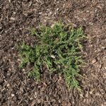 Prince of Whales Juniper (Juniperus horizontalis 'Prince of Wales')