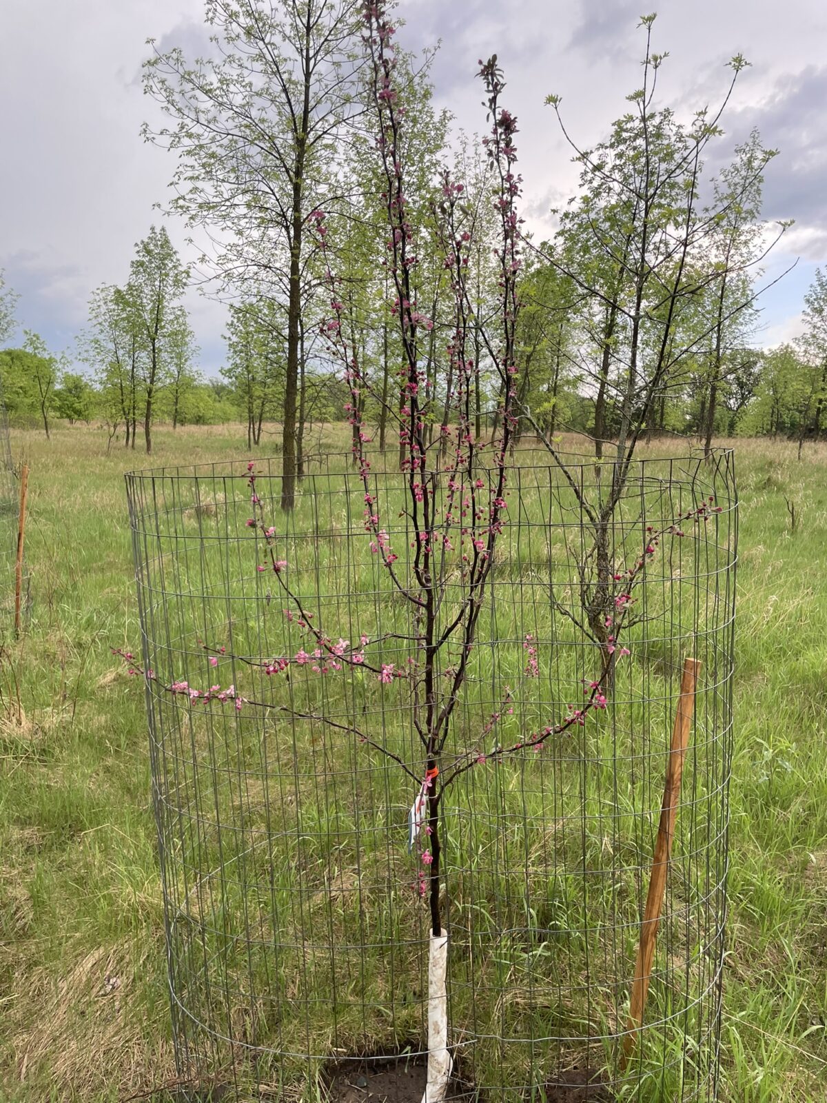 Profusion Crabapple
