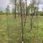 Profusion Crabapple