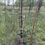 Purple Spire Crabapple