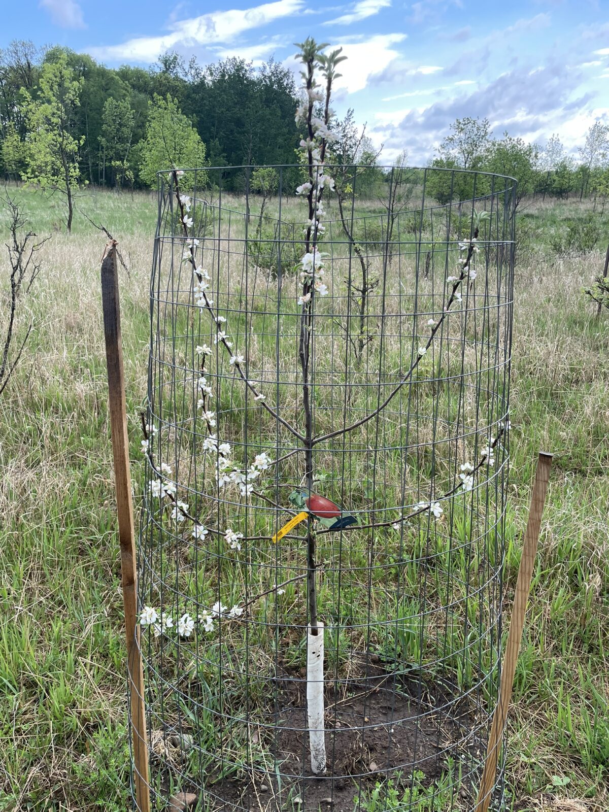 Red Prairie Spy Apple