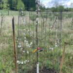 Red Prairie Spy Apple