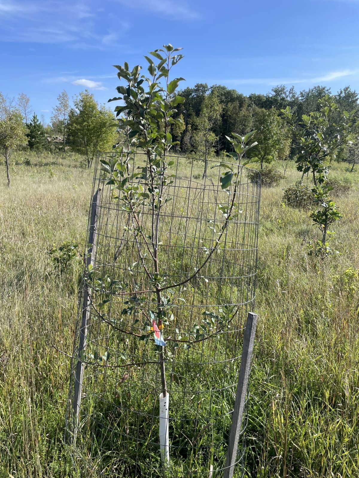 Red Prairie Spy Apple