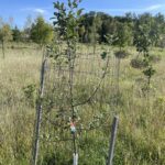 Red Prairie Spy Apple