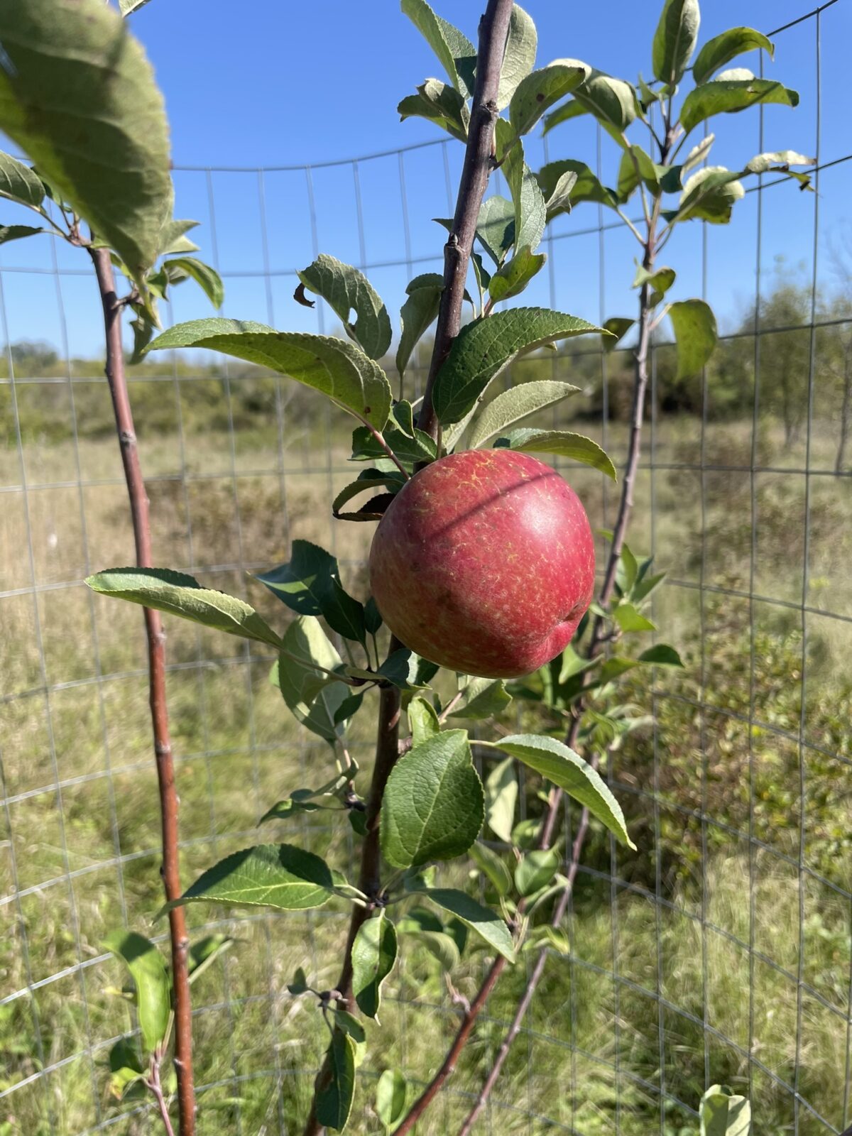Red Regent Apple