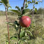 Red Regent Apple