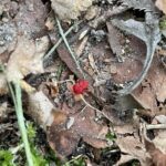 Red Velvet Mite (Trombidium species)