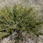 Savin Juniper (Juniperus sabina)