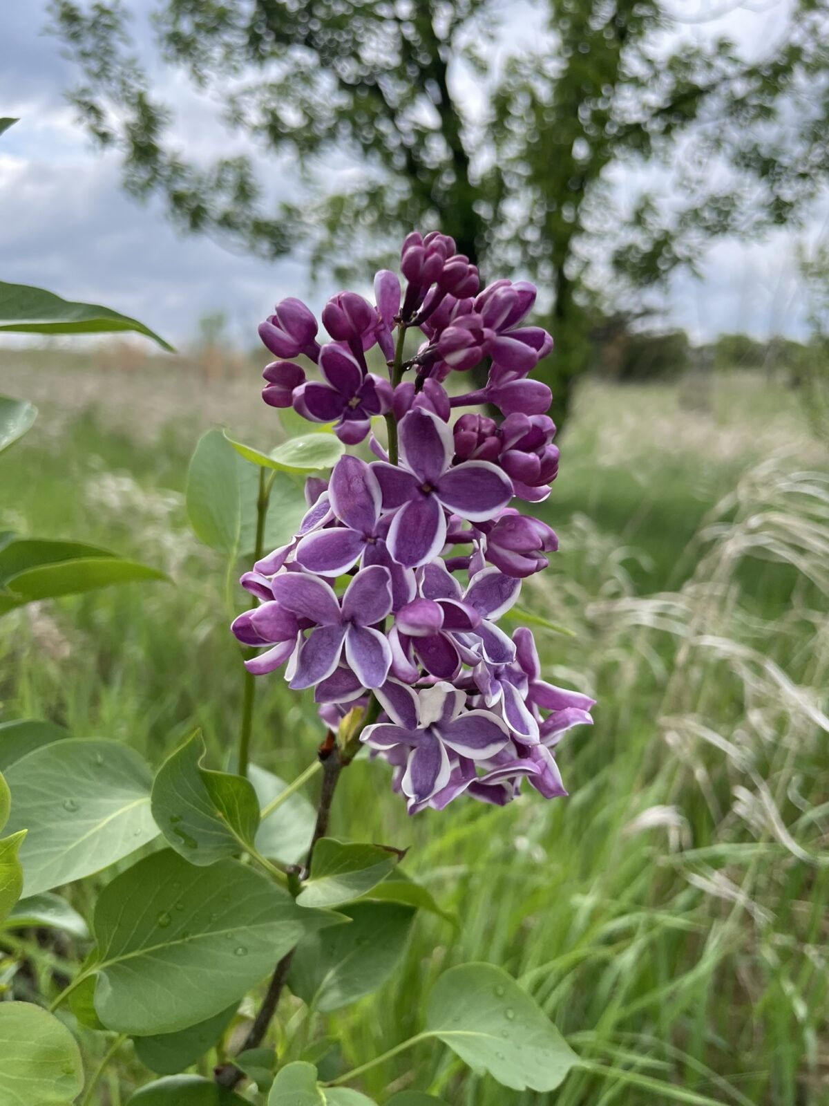 Sensation Lilac (Syringa vulgaris ‘Sensation’)