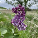 Sensation Lilac (Syringa vulgaris 'Sensation')
