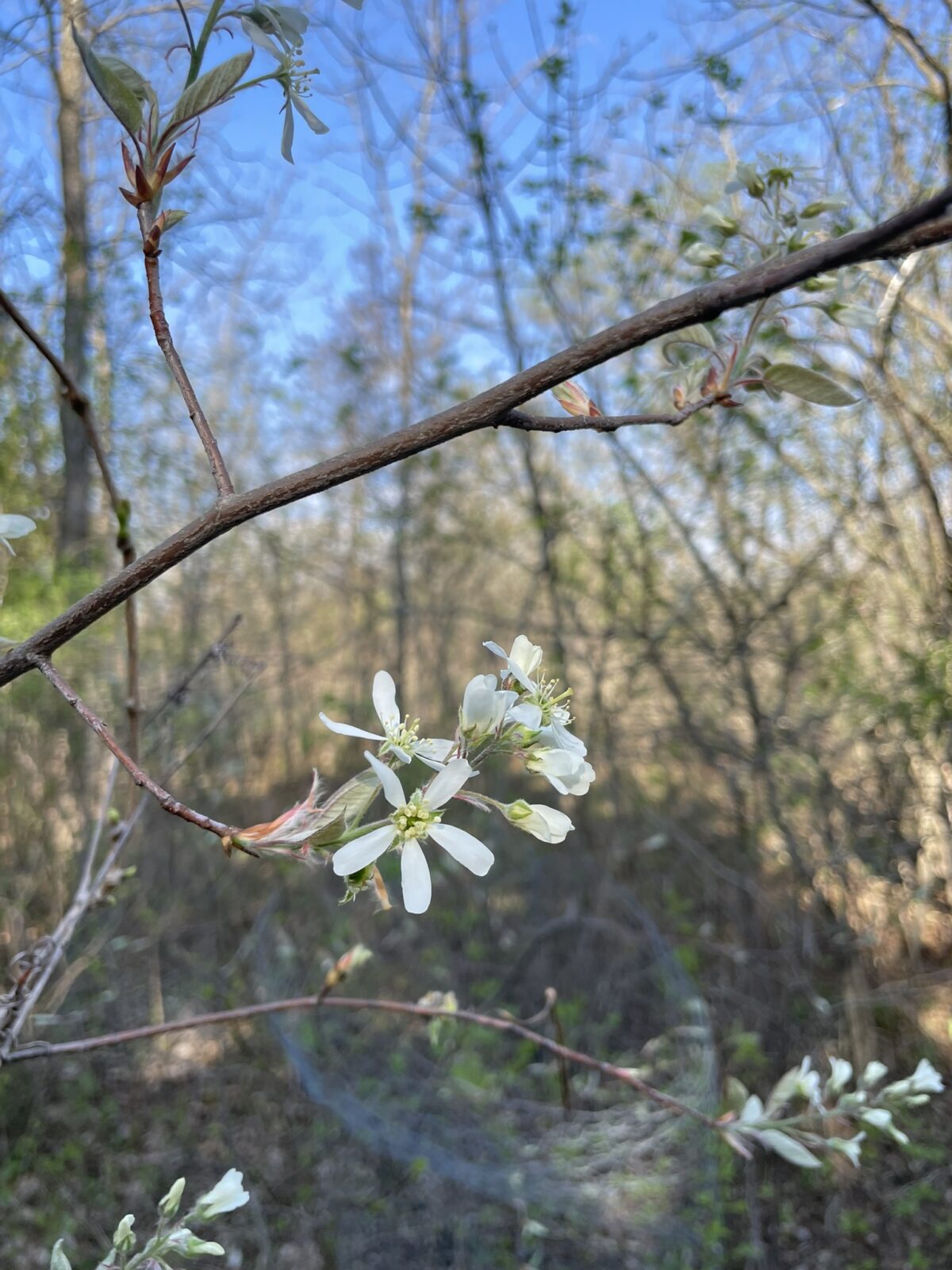Smooth Serviceberry – Amelanchier laevis