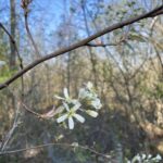 Smooth Serviceberry - Amelanchier laevis