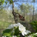 Snowberry Clearwing (Hemaris diffinis)