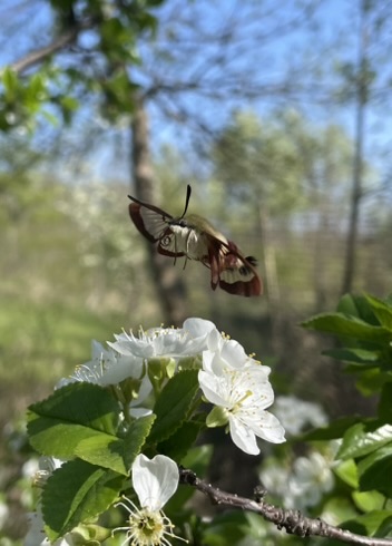 Snowberry Clearwing (Hemaris diffinis)