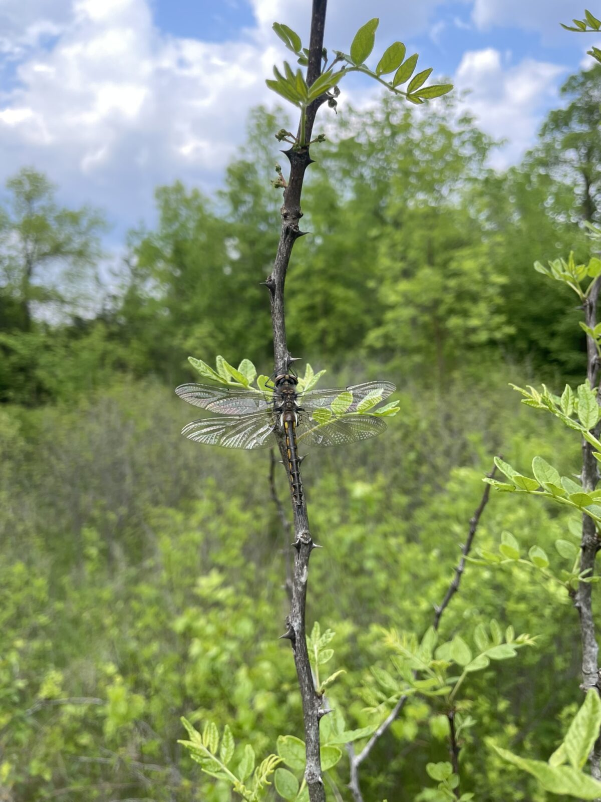 Spiny Baskettail (Epitheca spinigera)