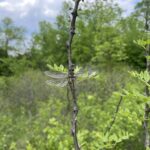Spiny Baskettail (Epitheca spinigera)