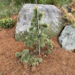 Taylor’s Sunburst Lodgepole Pine (Pinus contorta ‘Taylor’s Sunburst’)