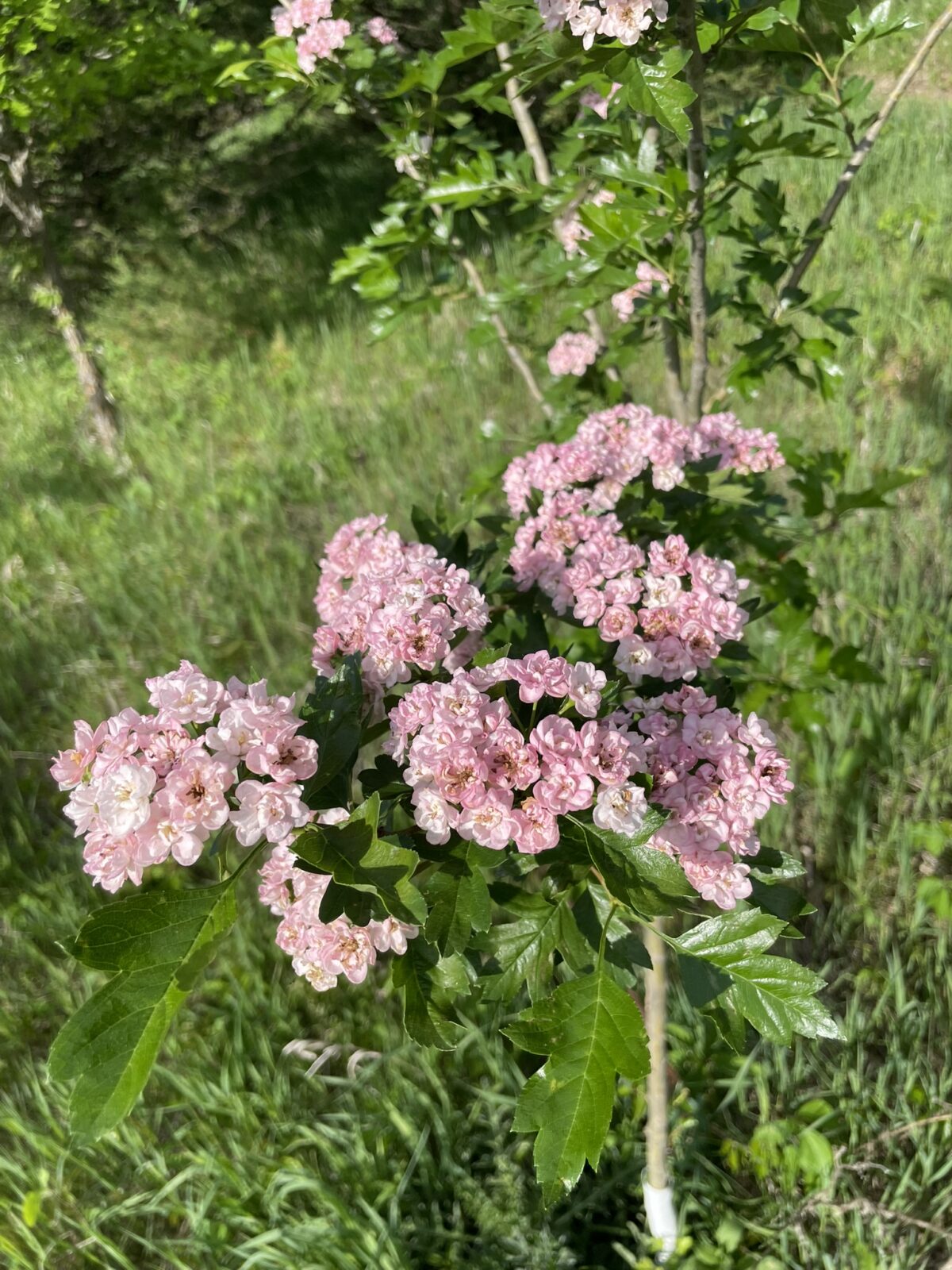 Toba Hawthorne (Crataegus x mordenensis ‘Toba’)