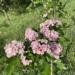 Toba Hawthorne (Crataegus x mordenensis 'Toba')