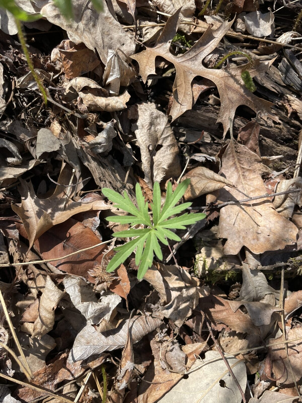 Cutleaf Toothwort – Cardamine concatenata