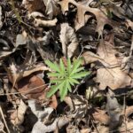 Cutleaf Toothwort - Cardamine concatenata
