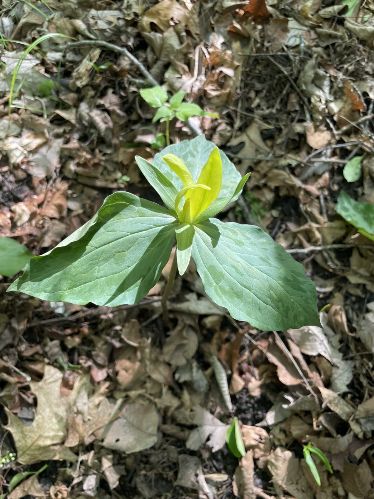 Yellow Trillium (Trillium luteum)