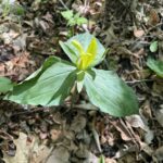 Yellow Trillium (Trillium luteum)