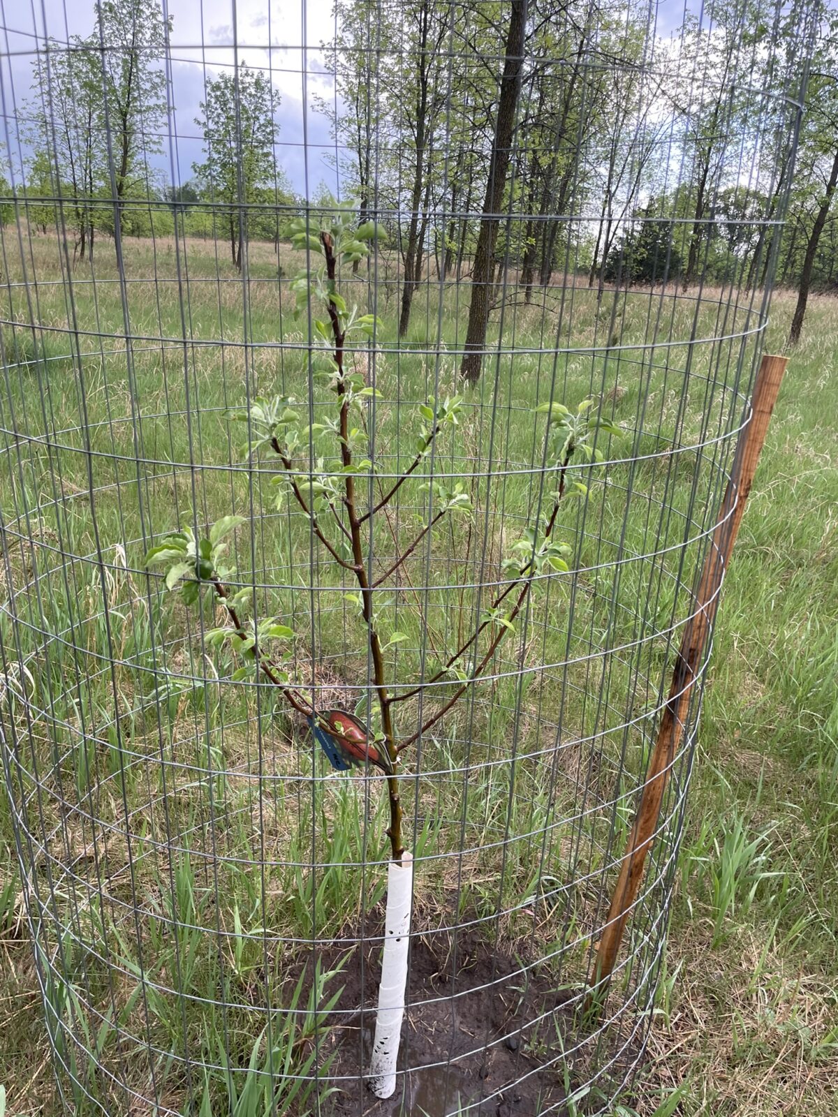 Whitney Crabapple