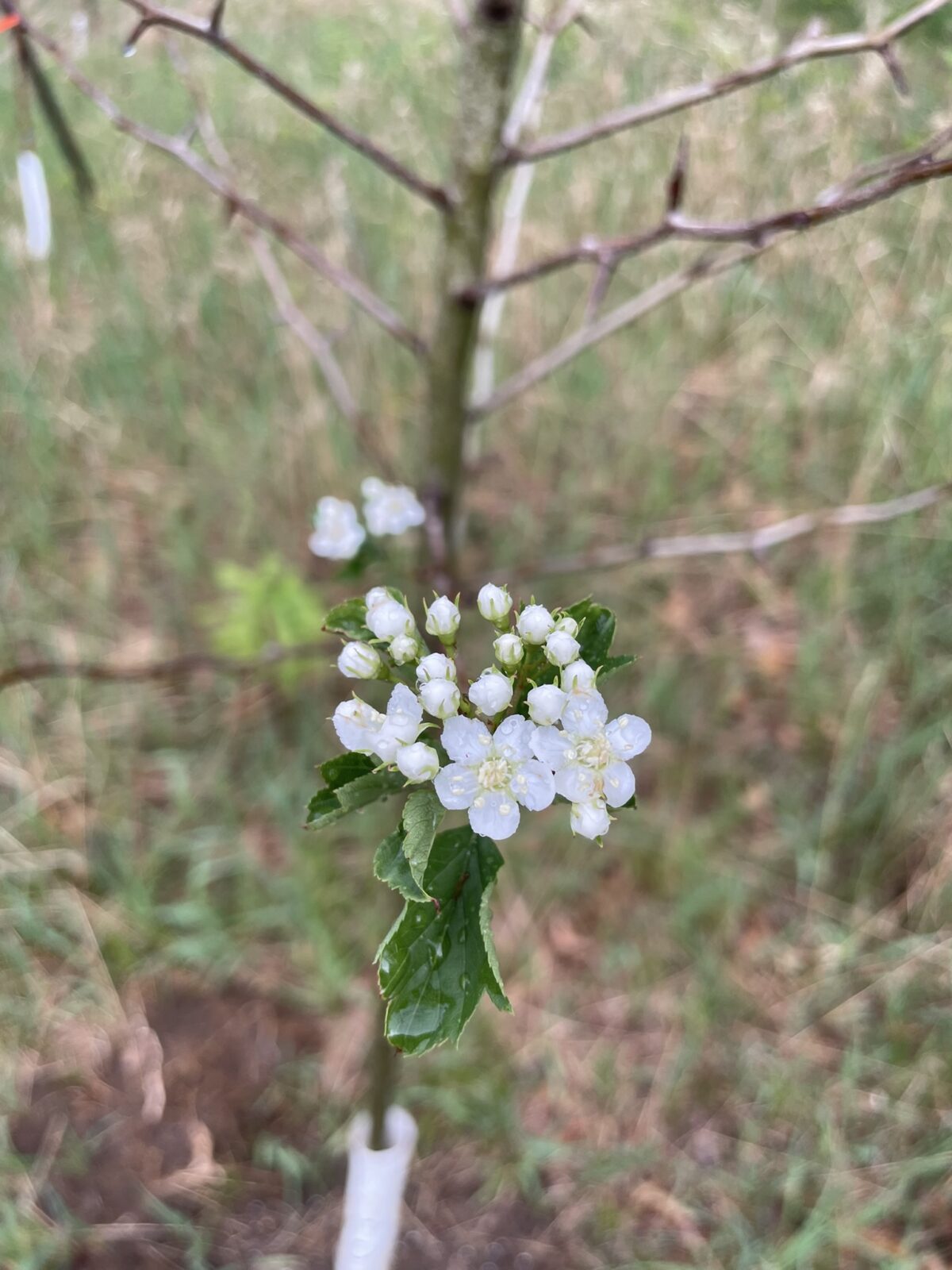 Winter King Hawthorn (Crataegus viridis ‘Winter King’)