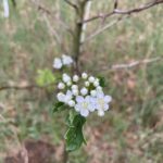 Winter King Hawthorn (Crataegus viridis 'Winter King')
