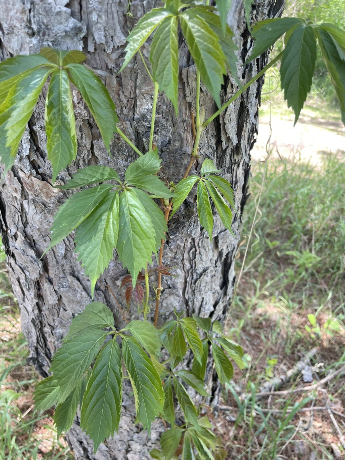 Woodbine (Parthenocissus inserta)