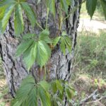 Woodbine (Parthenocissus inserta)