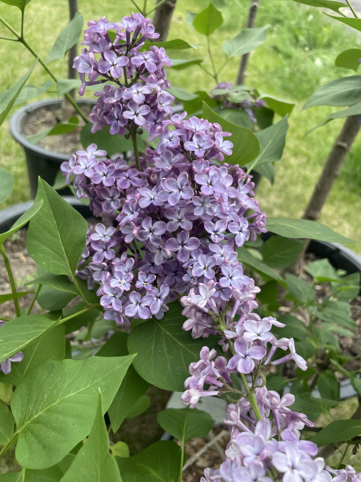 Yankee Doodle Lilac (Syringa vulgaris ‘Yankee Doodle’)