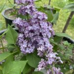 Yankee Doodle Lilac (Syringa vulgaris 'Yankee Doodle')