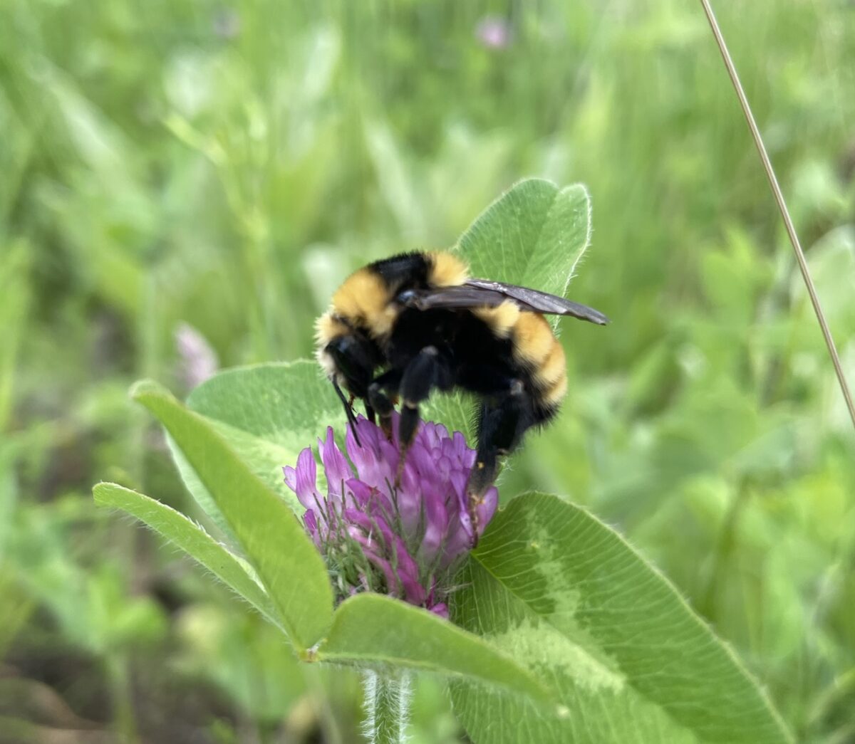 Orange-belted Bumble Bee (Bombus ternarius)