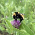 Orange-belted Bumble Bee (Bombus ternarius)