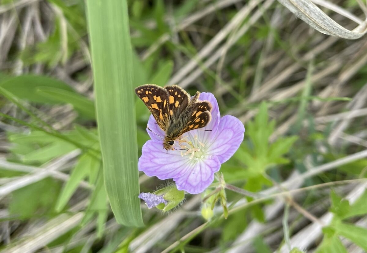 Arctic Skipper (Carterocephalus palaemon)