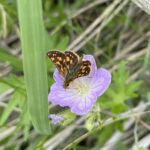 Arctic Skipper (Carterocephalus palaemon)
