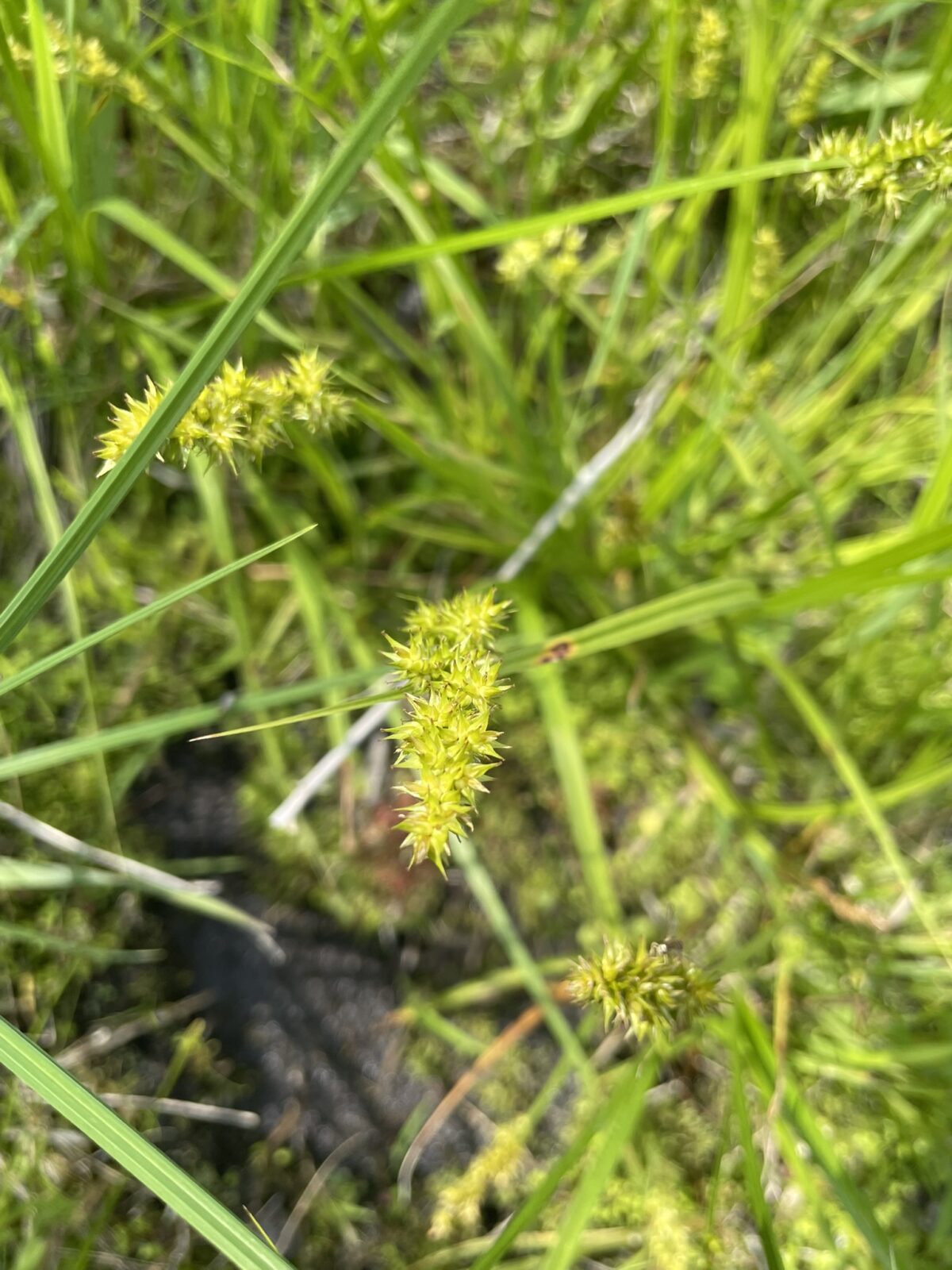Awl-fruited Sedge (Carex stipata)